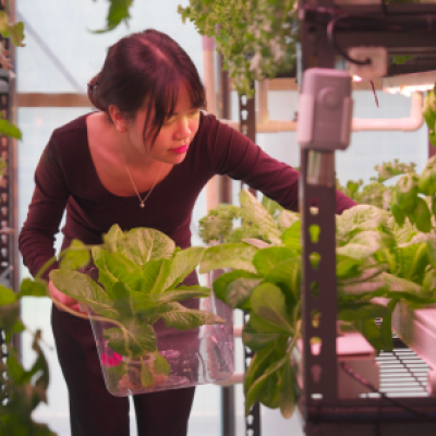 UQ PHD student Thi Thanh Nhan An during a harvest inside her semi-greenhouse urban farming prototype.